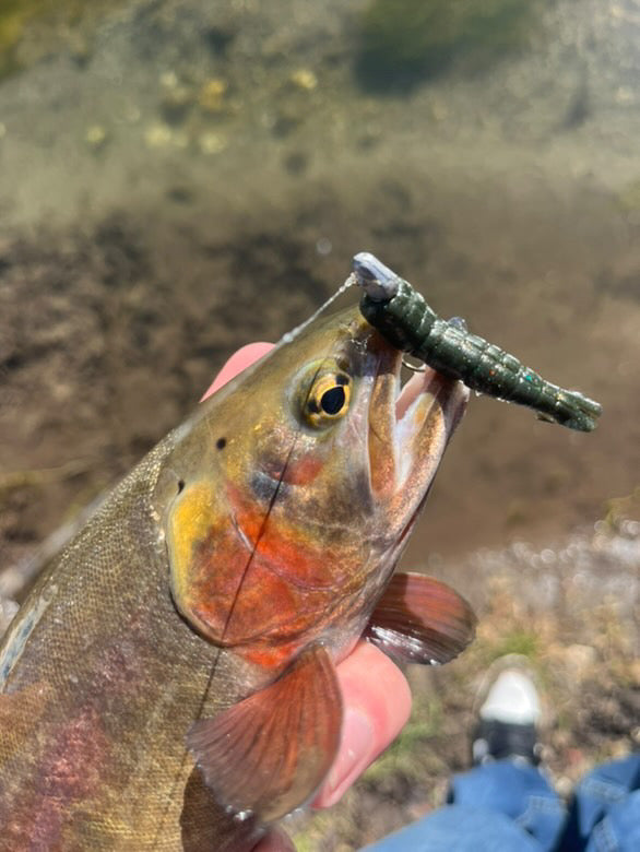 1.75” brown n white creek chub trout bites!